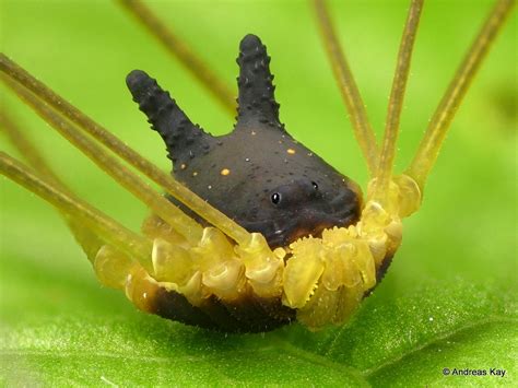 bunny harvestman|Bunny Harvestman in action, Metagryne bicolumnata,。